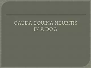 CAUDA EQUINA NEURITIS IN A DOG
