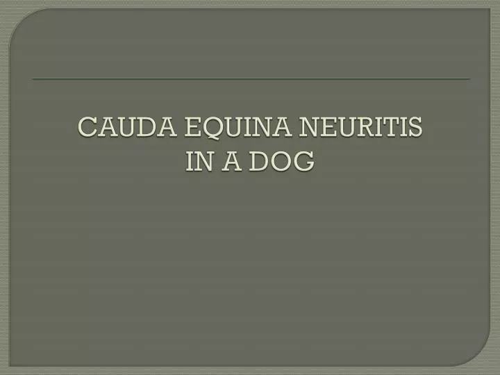 cauda equina neuritis in a dog