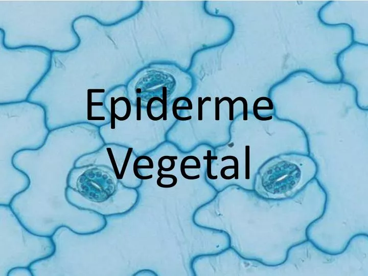 epiderme vegetal