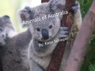 Animals of Australia