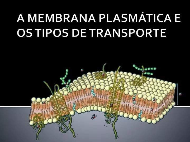 a membrana plasm tica e os tipos de transporte