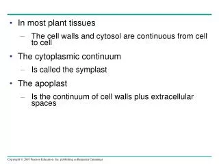 In most plant tissues The cell walls and cytosol are continuous from cell to cell