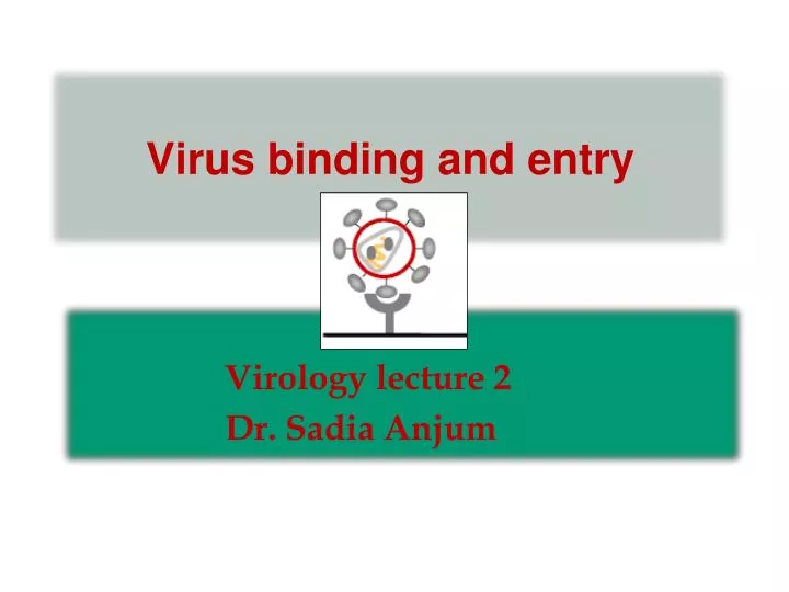 virus binding and entry