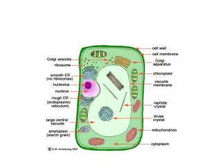 THE CELL