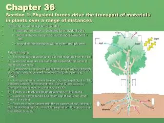 Transport in vascular plants includes: 1 - transport of water and solutes by individual cells