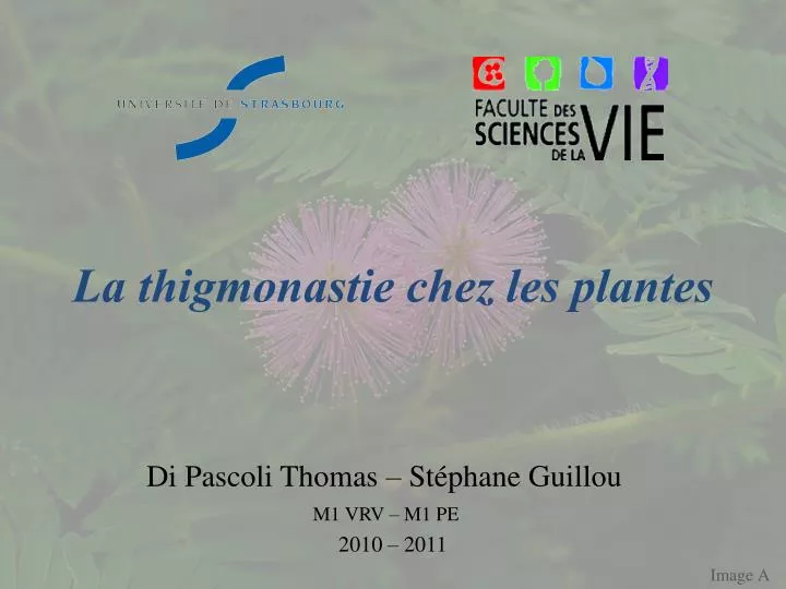 la thigmonastie chez les plantes