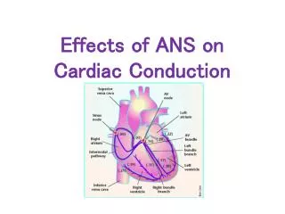 Effects of ANS on Cardiac Conduction