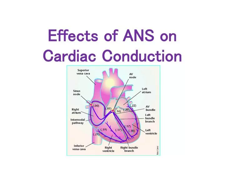 effects of ans on cardiac conduction