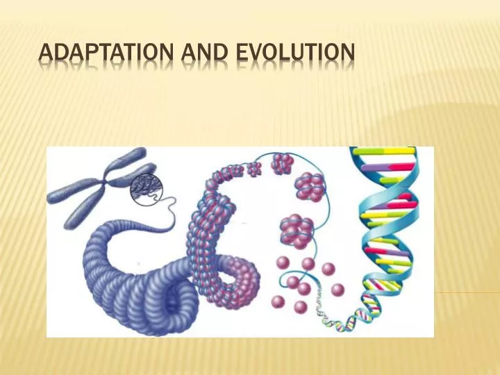 adaptation and evolution