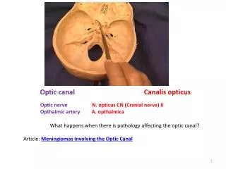Optic canal Canalis opticus