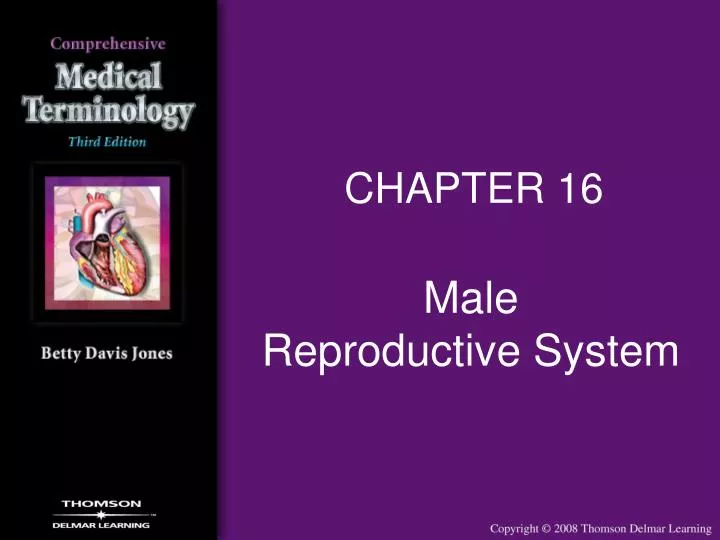 male reproductive system