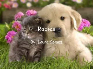 Rabies