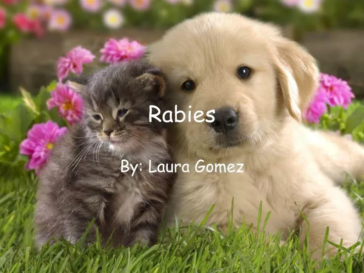 rabies