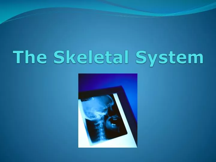 the skeletal system