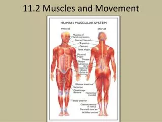 11 2 muscles and movement