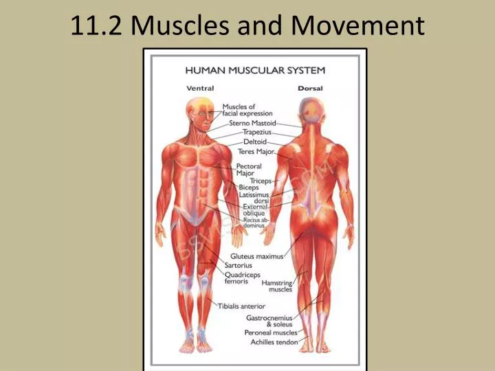11 2 muscles and movement