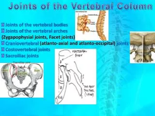 Joints of the vertebral bodies Joints of the vertebral arches