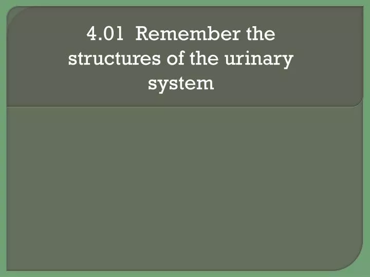 4 01 remember the structures of the urinary system