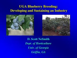 UGA Blueberry Breeding: Developing and Sustaining an Industry