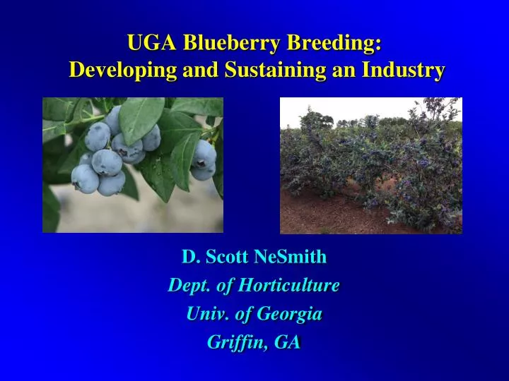 uga blueberry breeding developing and sustaining an industry