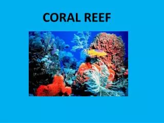 CORAL REEF