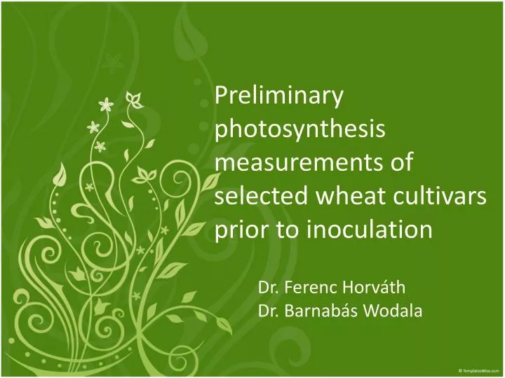 preliminary photosynthesis measurements of selected wheat cultivars prior to inoculation