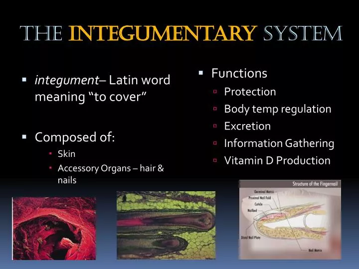 the integumentary system