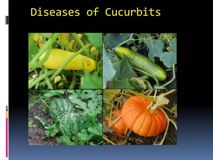 diseases of cucurbits