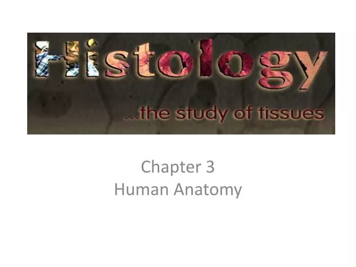 chapter 3 human anatomy