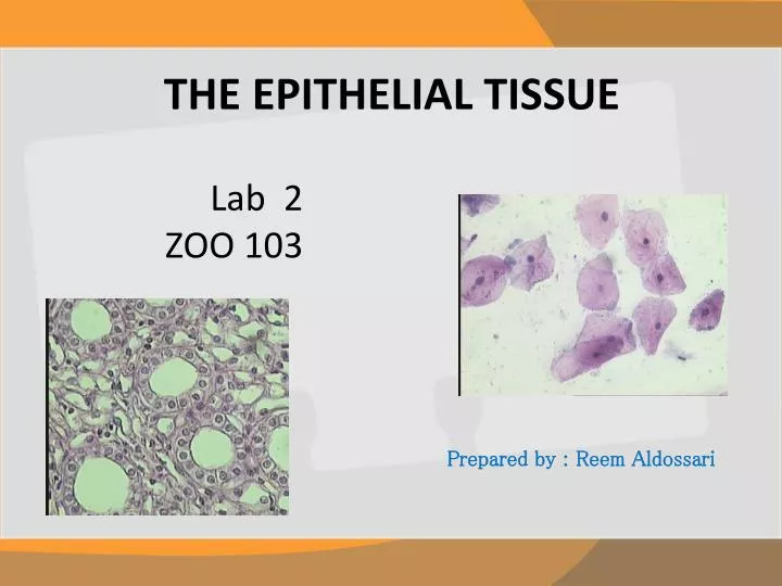 the epithelial tissue