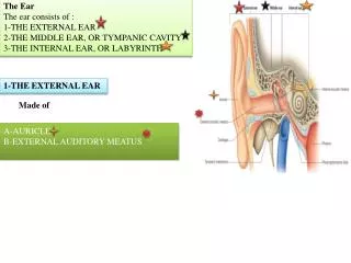 The Ear The ear consists of : 1-THE EXTERNAL EAR 2-THE MIDDLE EAR, OR TYMPANIC CAVITY