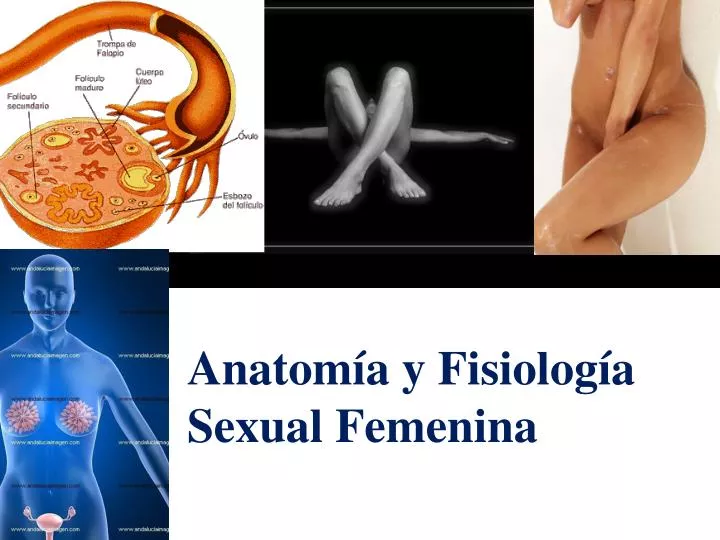 anatom a y fisiolog a sexual femenina