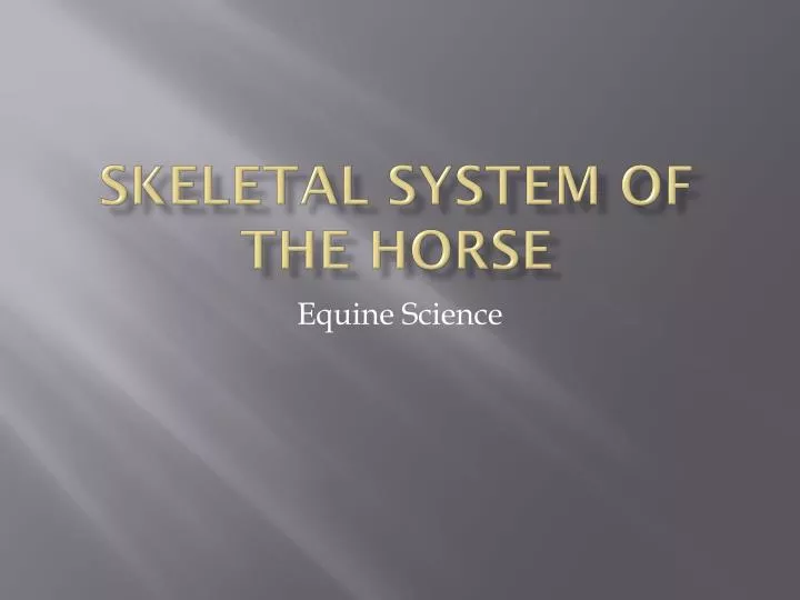 skeletal system of the horse