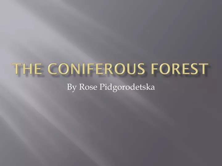 the coniferous forest