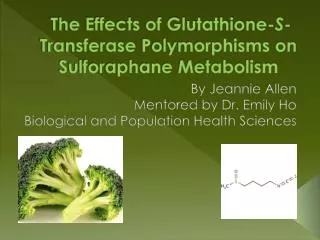 The Effects of Glutathione- S - Transferase Polymorphisms on Sulforaphane Metabolism