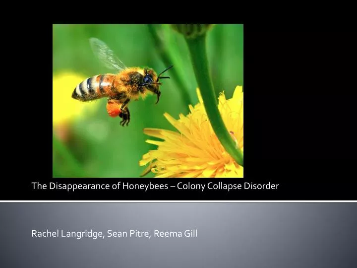 the disappearance of honeybees colony collapse disorder rachel langridge sean pitre reema gill