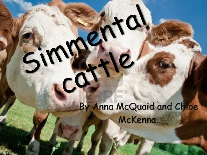 s immental cattle
