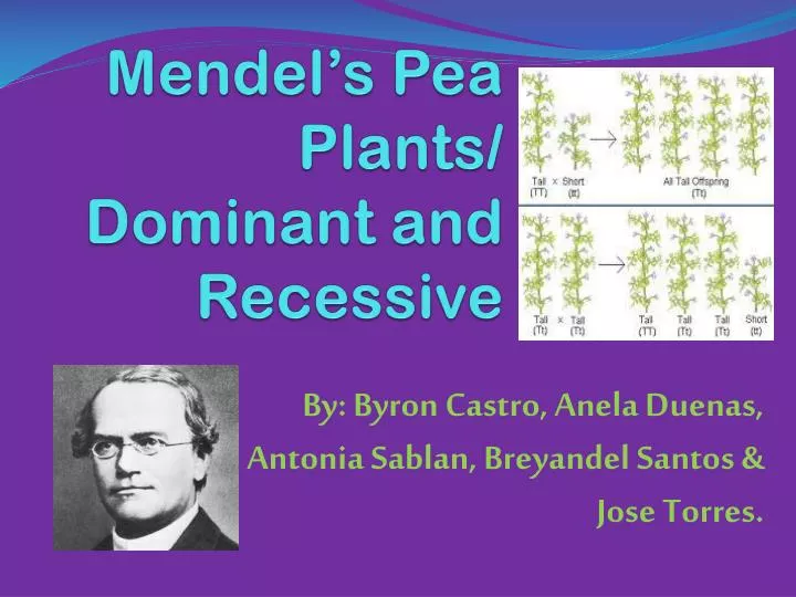 mendel s pea plants dominant and recessive