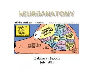 Neuroanatomy