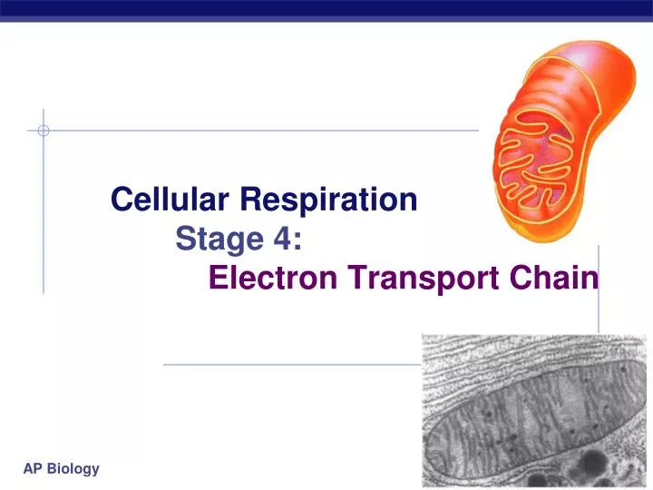 cellular respiration stage 4 electron transport chain