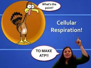 Cellular Respiration!