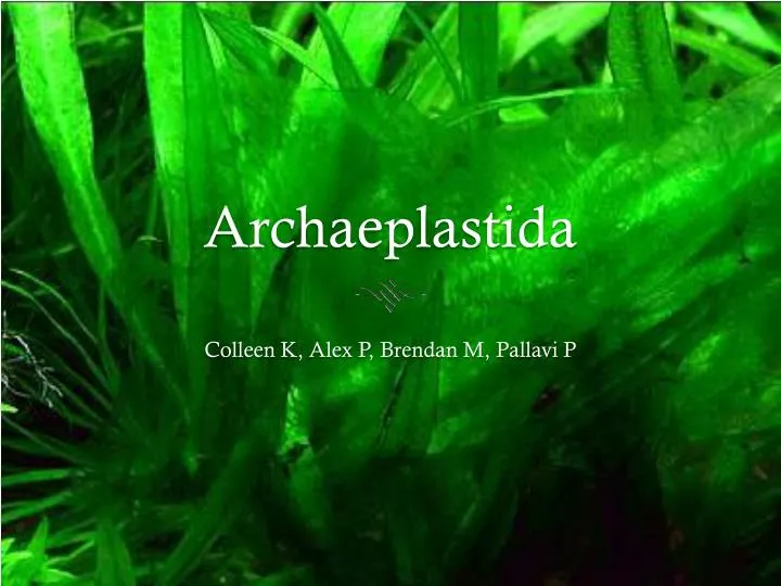 archaeplastida