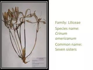 Family: Liliceae Species name: Crinum americanum Common name: Seven sisters