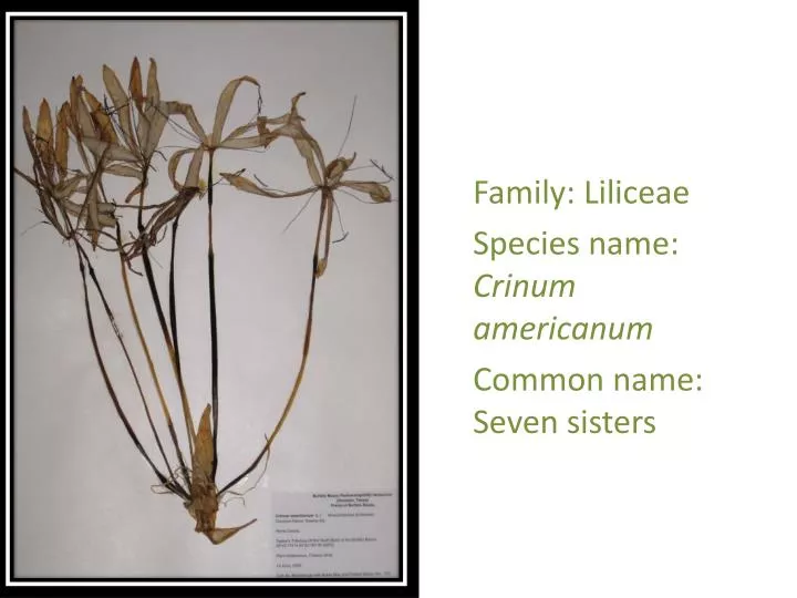family liliceae species name crinum americanum common name seven sisters