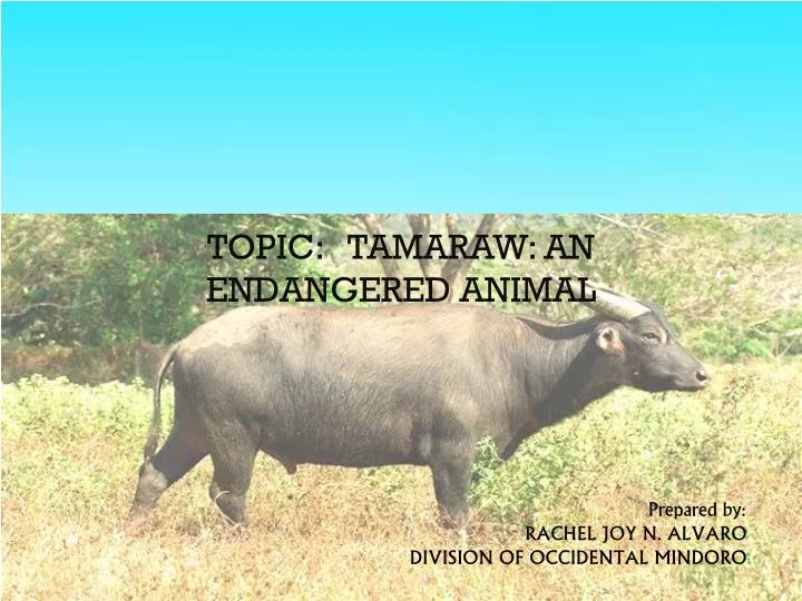 topic tamaraw an endangered animal
