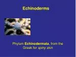 Echinoderms - slide 1