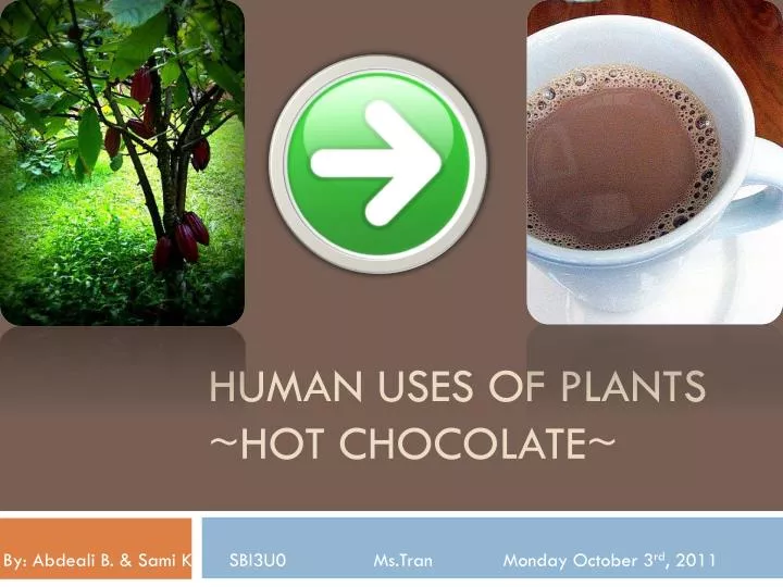 human uses of plants hot chocolate
