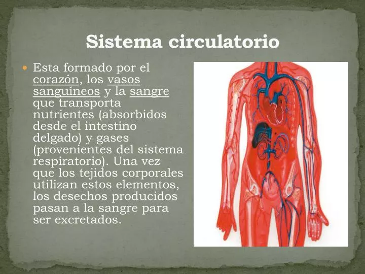 sistema circulatorio