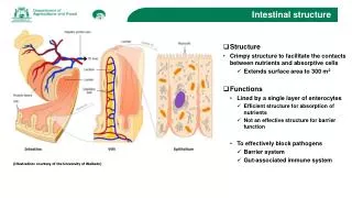 Intestinal structure