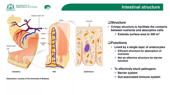 intestinal structure